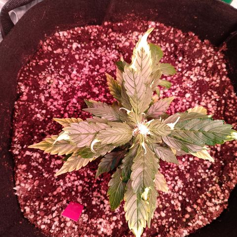 Gorilla Cookies Auto growlog timeline photo