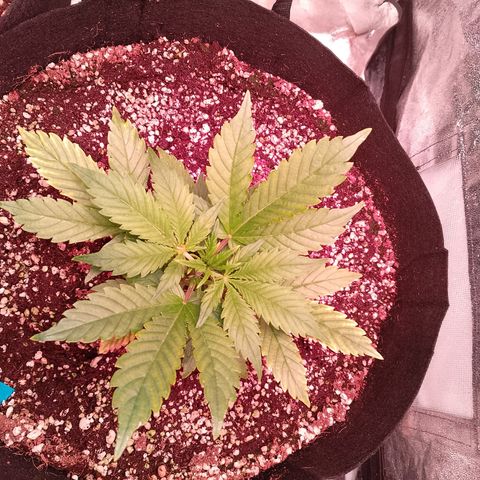 Gorilla Cookies Auto growlog timeline photo
