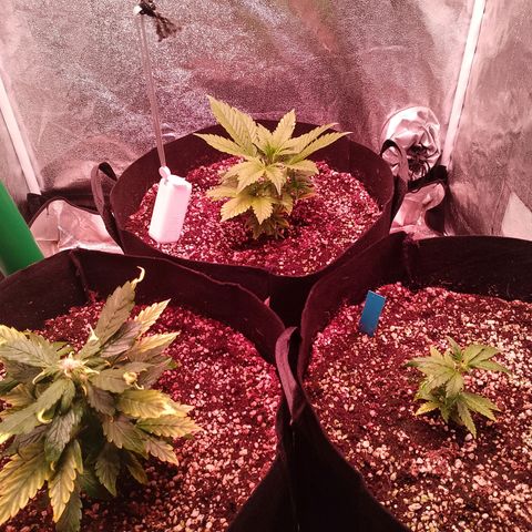 Gorilla Cookies Auto growlog timeline photo