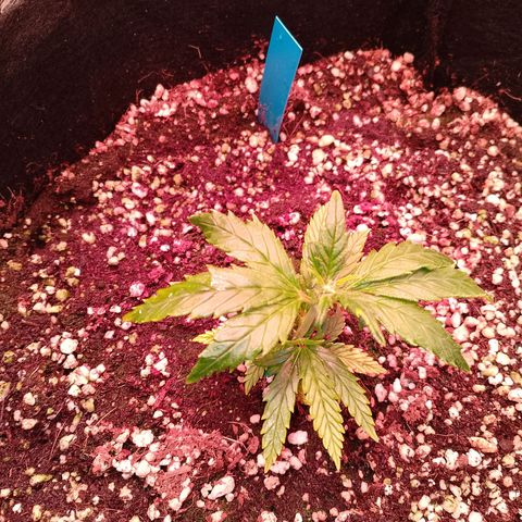 Gorilla Cookies Auto growlog timeline photo