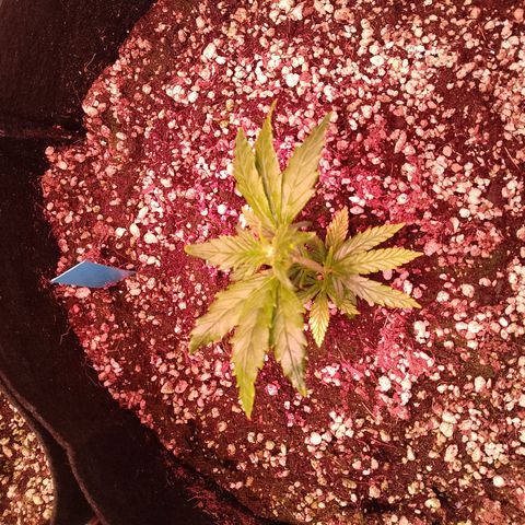 Gorilla Cookies Auto growlog timeline photo