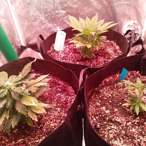 Gorilla Cookies Auto growlog timeline photo
