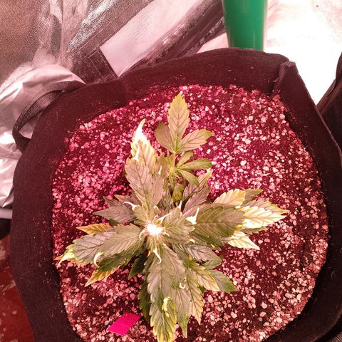 Gorilla Cookies Auto growlog timeline photo