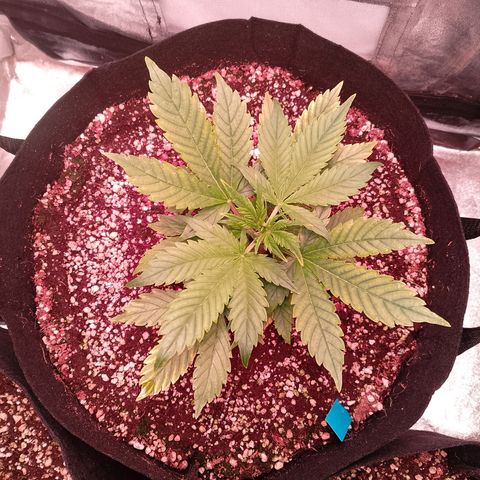 Gorilla Cookies Auto growlog timeline photo