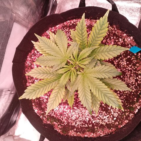 Gorilla Cookies Auto growlog timeline photo