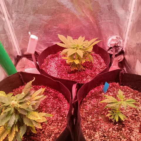 Gorilla Cookies Auto growlog timeline photo