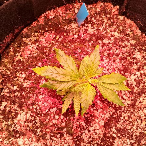 Gorilla Cookies Auto growlog timeline photo