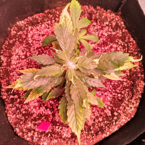 Gorilla Cookies Auto growlog timeline photo
