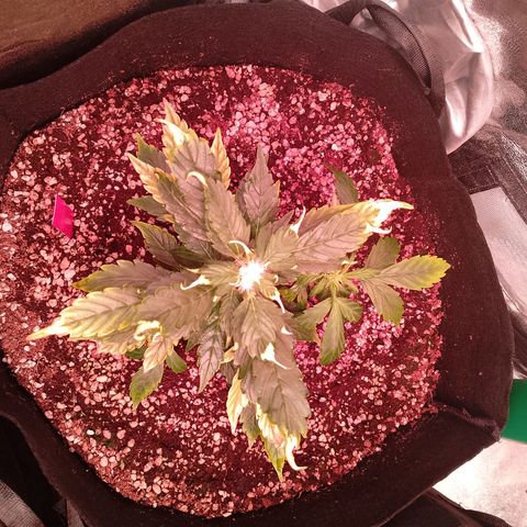 Gorilla Cookies Auto growlog timeline photo