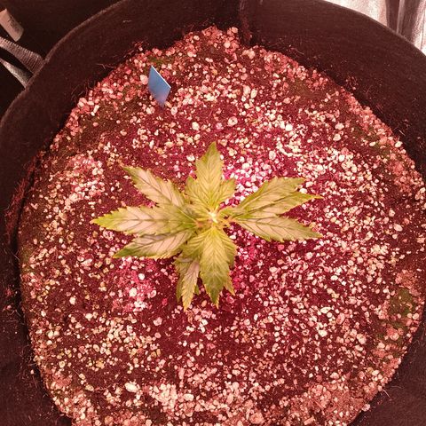 Gorilla Cookies Auto growlog timeline photo