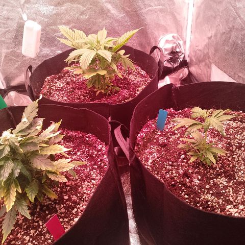 Gorilla Cookies Auto growlog timeline photo