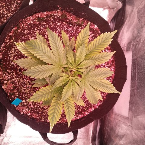 Gorilla Cookies Auto growlog timeline photo