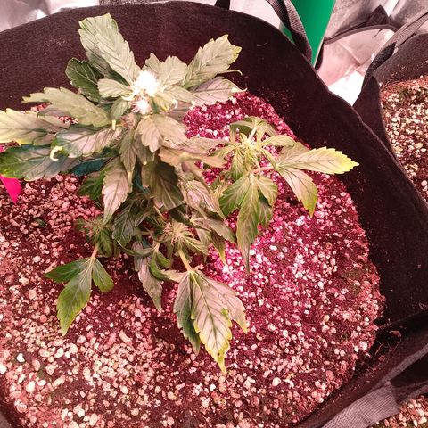 Gorilla Cookies Auto growlog timeline photo