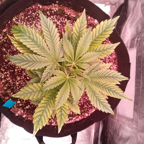 Gorilla Cookies Auto growlog timeline photo