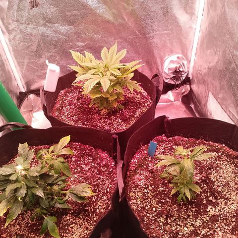 Gorilla Cookies Auto growlog timeline photo