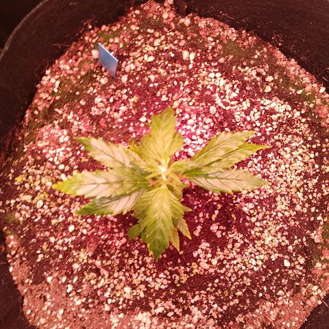 Gorilla Cookies Auto growlog timeline photo