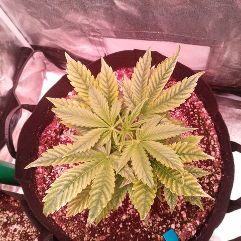 Gorilla Cookies Auto growlog timeline photo