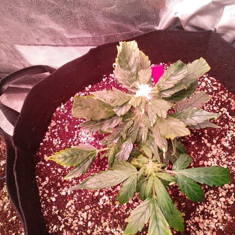 Gorilla Cookies Auto growlog timeline photo