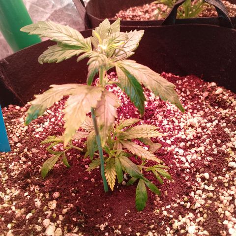 Gorilla Cookies Auto growlog timeline photo