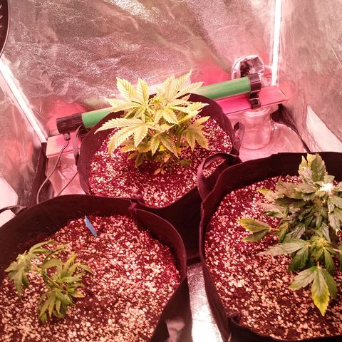 Gorilla Cookies Auto growlog timeline photo
