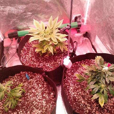 Gorilla Cookies Auto growlog timeline photo