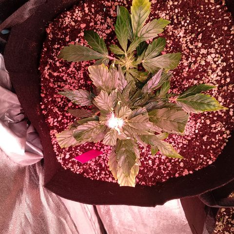 Gorilla Cookies Auto growlog timeline photo