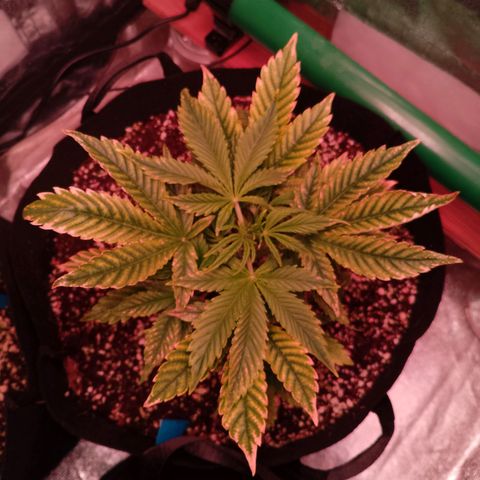 Gorilla Cookies Auto growlog timeline photo