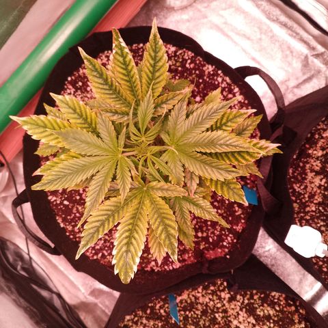 Gorilla Cookies Auto growlog timeline photo