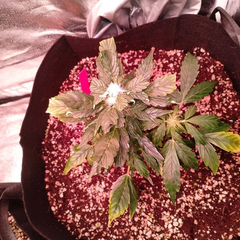 Gorilla Cookies Auto growlog timeline photo