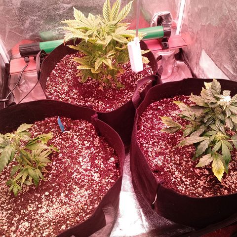 Gorilla Cookies Auto growlog timeline photo