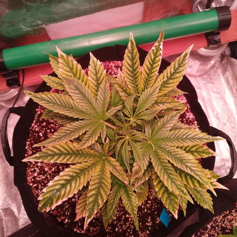 Gorilla Cookies Auto growlog timeline photo
