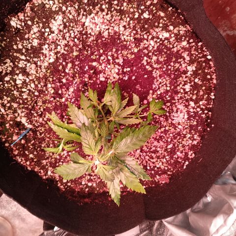 Gorilla Cookies Auto growlog timeline photo