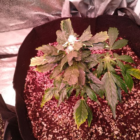 Gorilla Cookies Auto growlog timeline photo