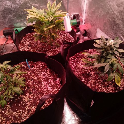 Gorilla Cookies Auto growlog timeline photo