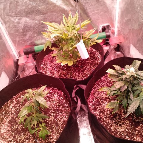 Gorilla Cookies Auto growlog timeline photo