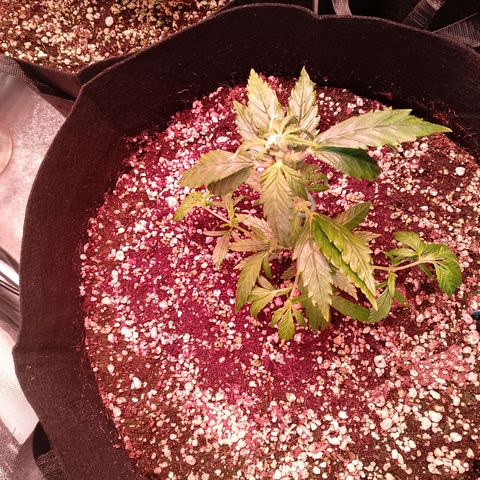 Gorilla Cookies Auto growlog timeline photo