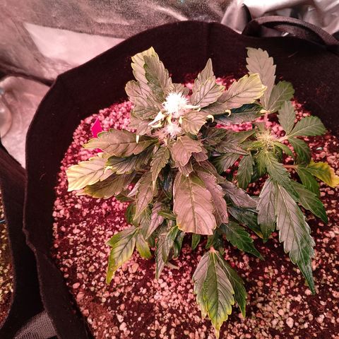 Gorilla Cookies Auto growlog timeline photo