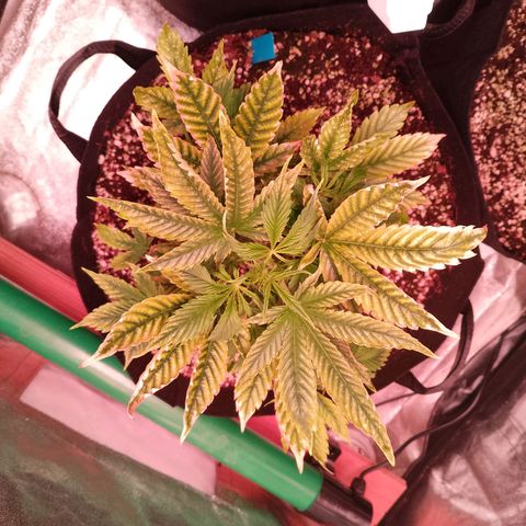 Gorilla Cookies Auto growlog timeline photo