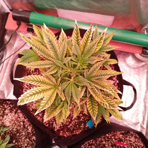 Gorilla Cookies Auto growlog timeline photo