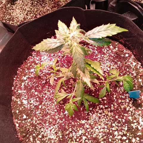 Gorilla Cookies Auto growlog timeline photo