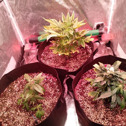 Gorilla Cookies Auto growlog timeline photo
