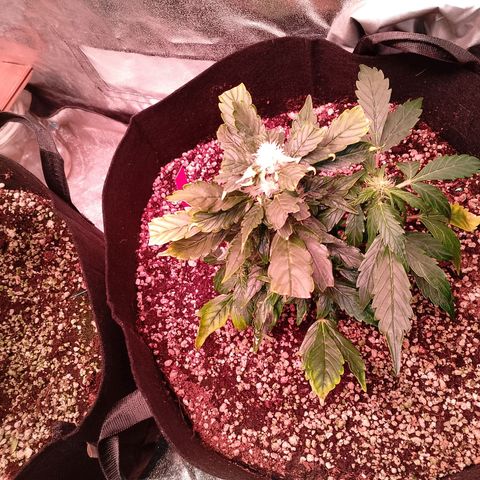 Gorilla Cookies Auto growlog timeline photo
