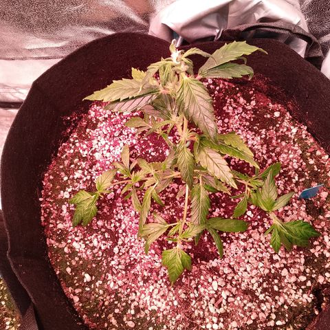 Gorilla Cookies Auto growlog timeline photo