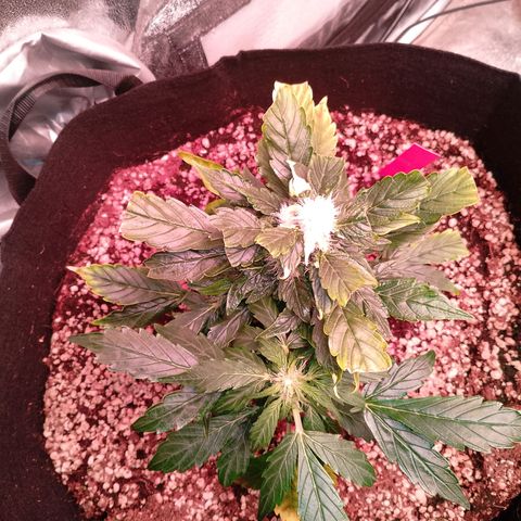 Gorilla Cookies Auto growlog timeline photo