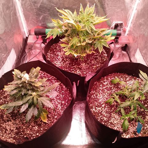 Gorilla Cookies Auto growlog timeline photo