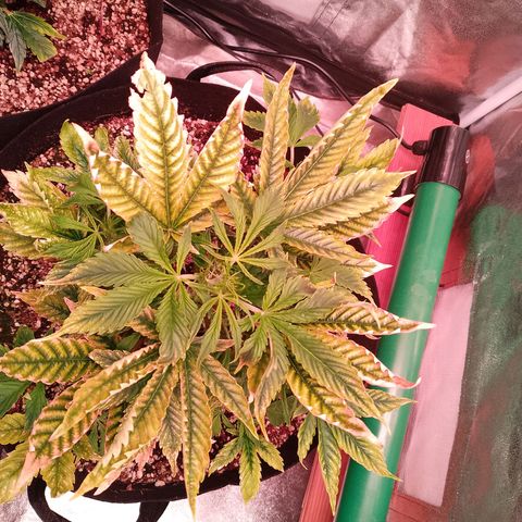 Gorilla Cookies Auto growlog timeline photo