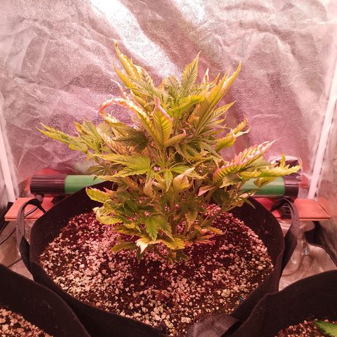 Gorilla Cookies Auto growlog timeline photo