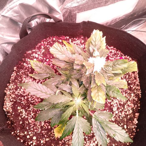Gorilla Cookies Auto growlog timeline photo