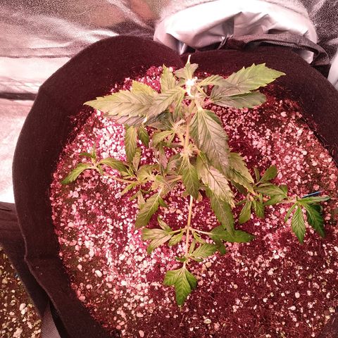 Gorilla Cookies Auto growlog timeline photo