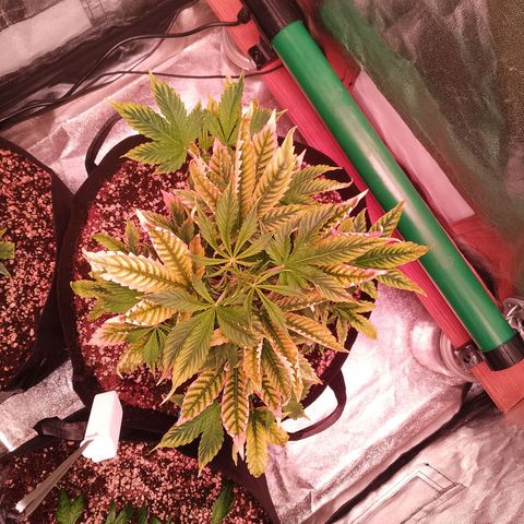 Gorilla Cookies Auto growlog timeline photo